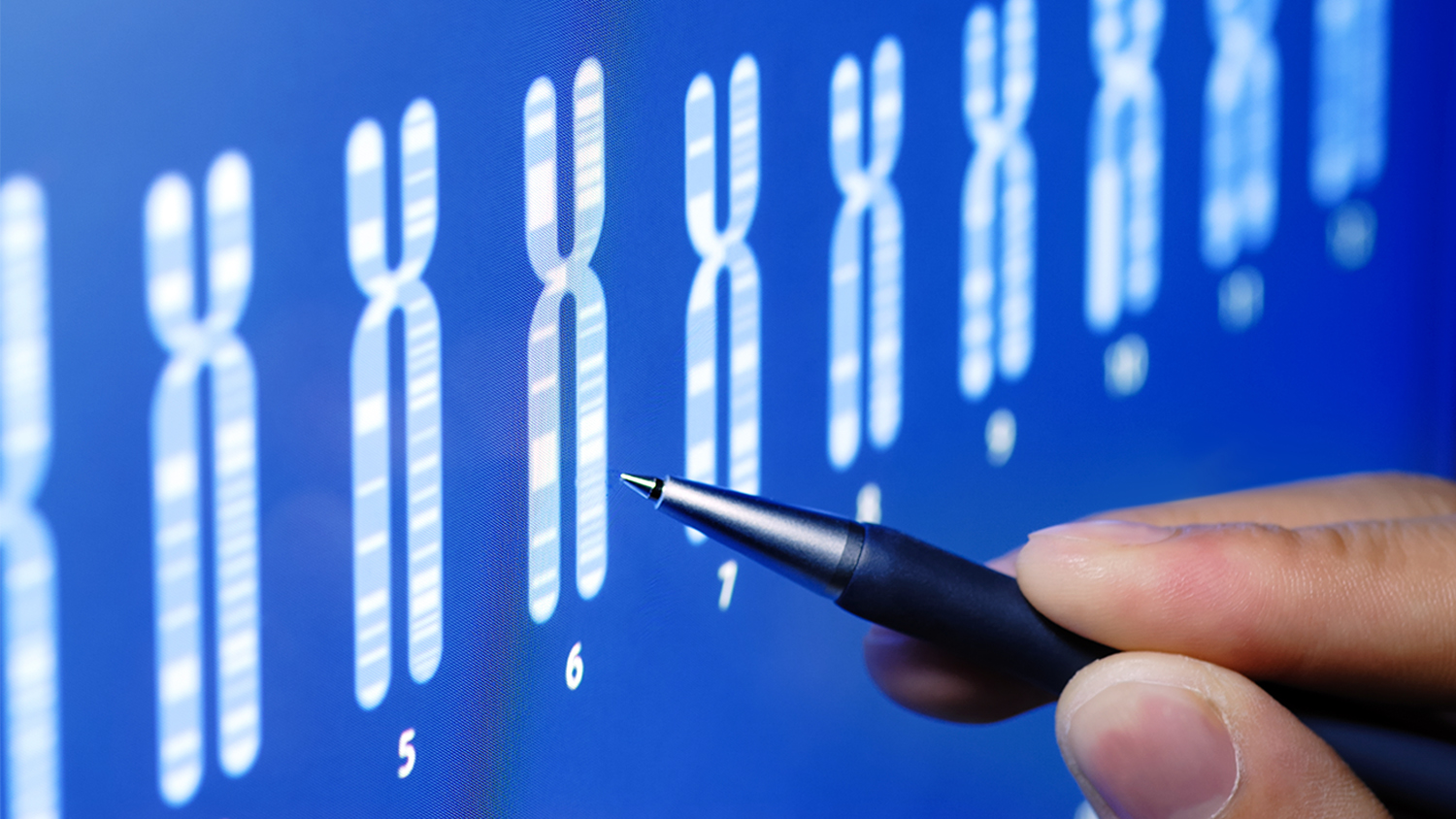 Which Is More Dominant Male Or Female Genes