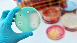 Antibiotic-Resistant Strain of Gonorrhea Discovered