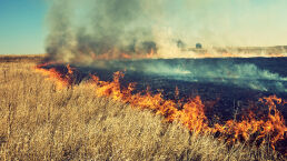 Agricultural Terrorism Sweeps Across Israel