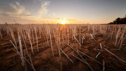 Drought Withers Australian Wheat Crop
