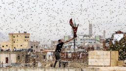 UN Warning: Locust Plague Coming to Egypt’s Neighbors