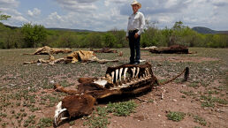 Cattle Are Starving in Northern Mexico