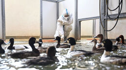 Poultry Industry Devastated by Bird Flu